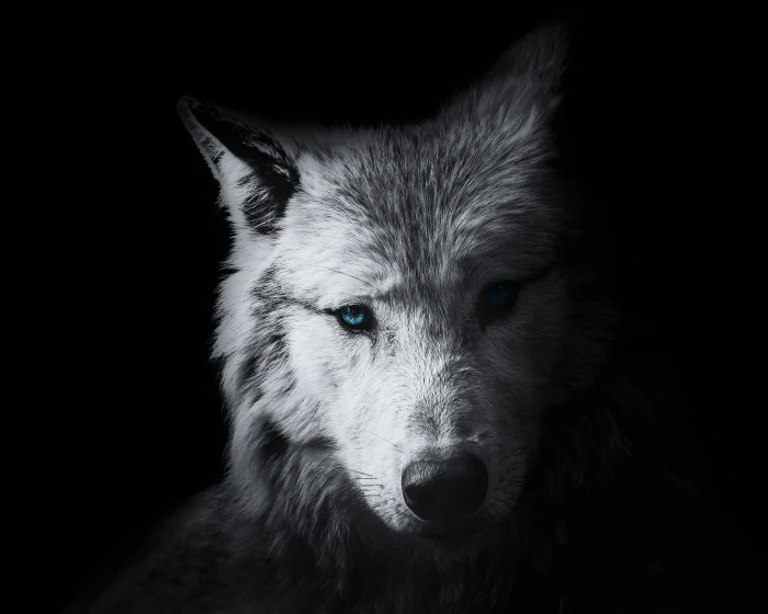 wallpaper background wolf animal wild black head graphic 2k 4k 5k
