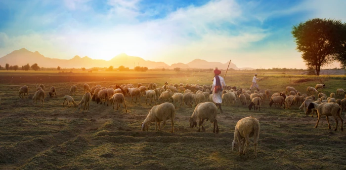 White Sheep on Farm agriculture animals background clouds 2k 4k