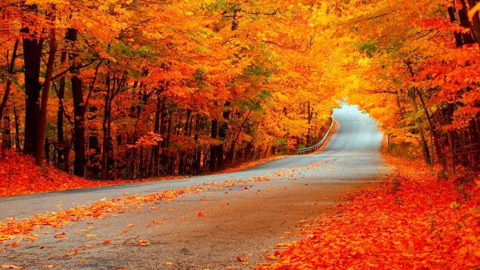 yellow and orange flowering trees photography nature landscape 2k