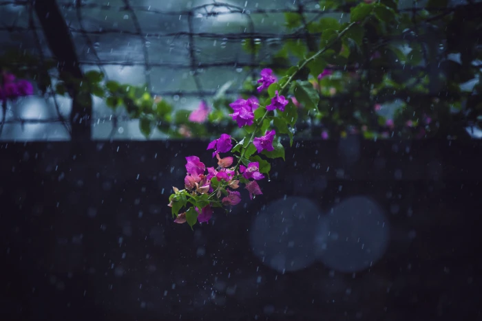 bangladesh dhaka division leaf nature boundary flower 2k 4k 5k