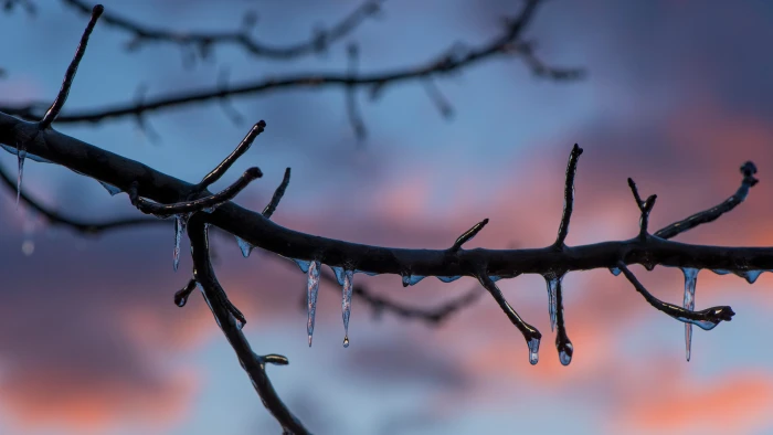 branch twig tree ice frozen winter uhd melting frost 2k 4k 5k 8k