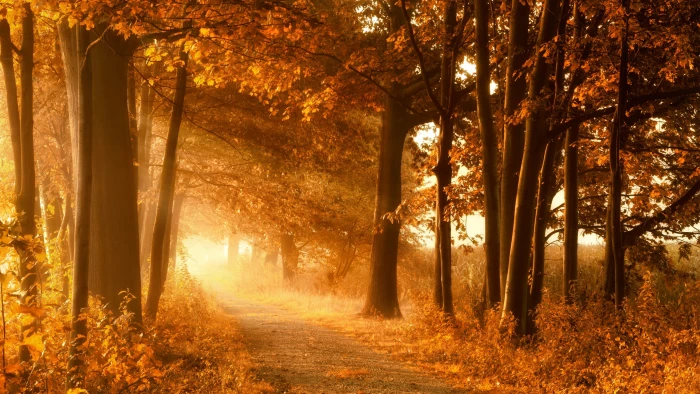 brown leafed trees nature landscape forest branch sunlight 2k