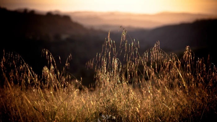 California HD wallpaper Field sunset grass 2k 4k 5k