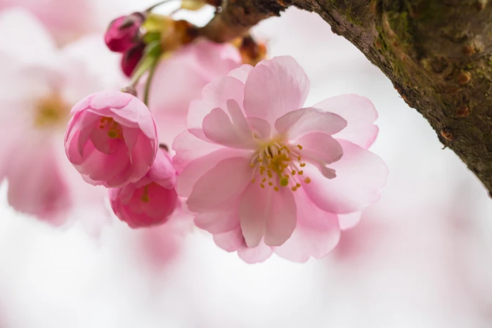 close up photography of pink petaled flower Pink blossom Alnarp 2k 4k 5k