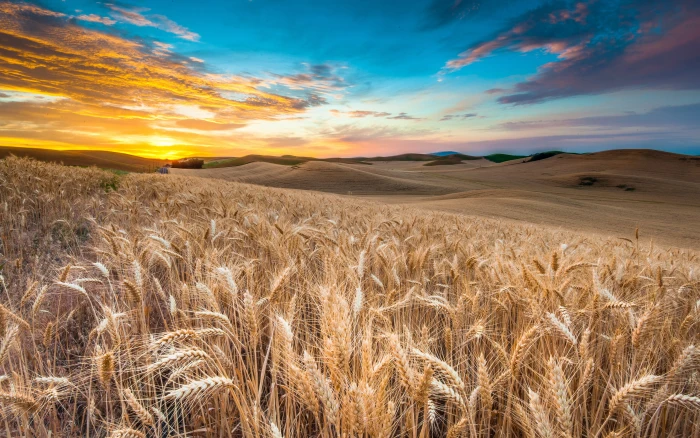 clouds field grass landscape nature sky wheat 2k