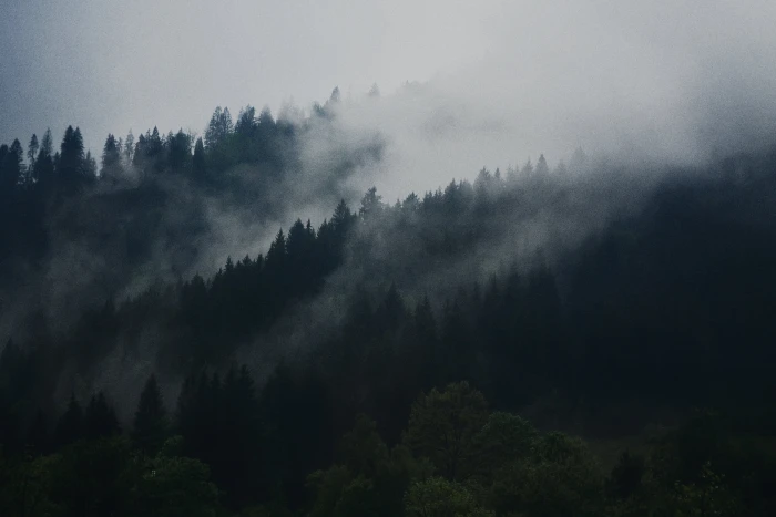 cold daylight fog foggy forest grey sky landscape mist 2k 4k