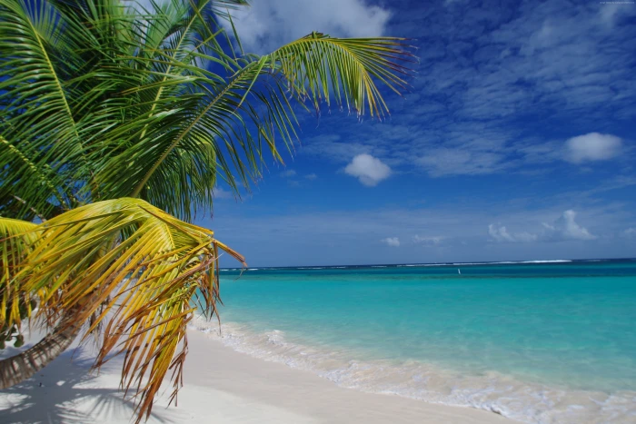 Culebra Best beaches of Puerto Rico palms Travellers Choice Awards 2k 4k