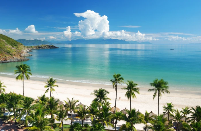 green coconut tree lot beach tropics sea sand summer nature 2k 4k