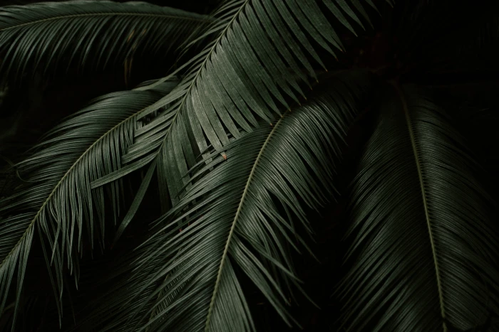 green coconut tree photo plant fern leaf dark palm tropical 2k 4k