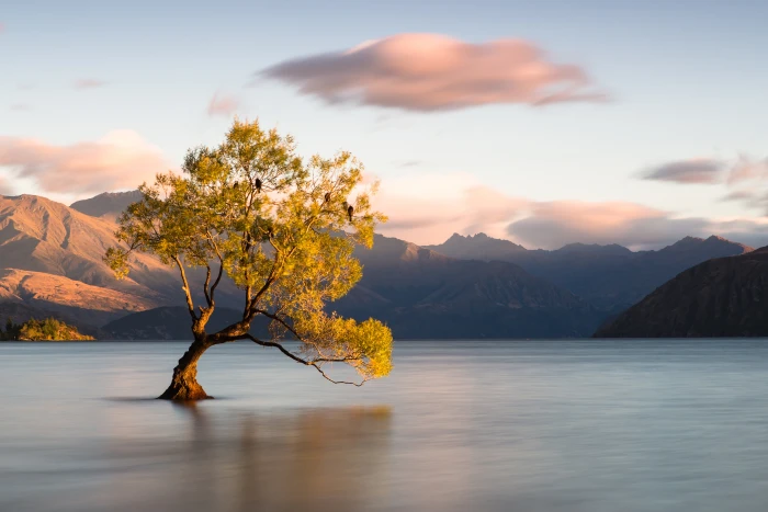 green leaf tree reflected on calm body of water under clear sky with clouds during daytime wanaka 2k 4k 5k