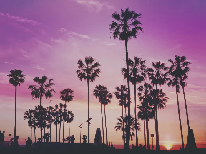 green leafed trees illustration tropical palm miami 2k 4k