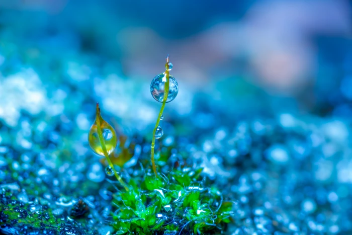 macro shot of droplets on plants selective focus photography green leaf grass with water drop 2k 4k 5k