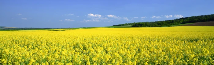 Mustard Flower Field green fields Nature Landscape yellow 2k 4k