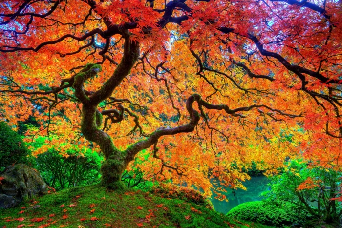 orange tree landscape photography of with red and yellow leaves 2k