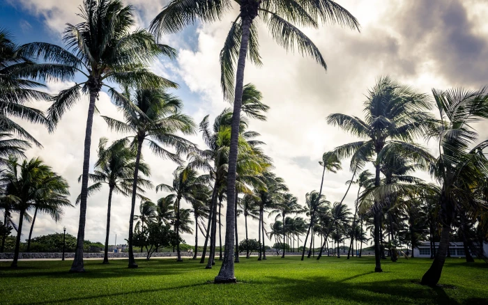Palm trees beach Miami Florida USA 2k