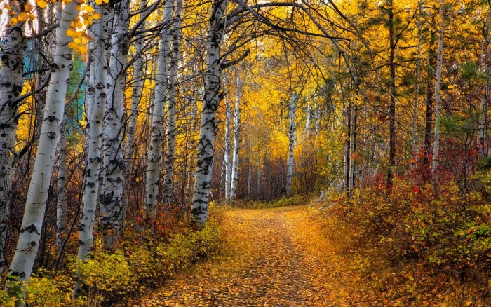 pathway in the middle of trees nature landscape Aspen leaves 2k