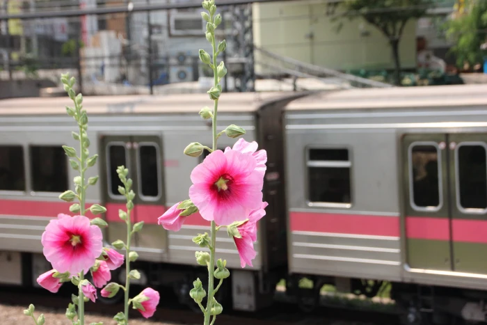 pink petaled flower near train station during daytime subway 2k 4k 5k