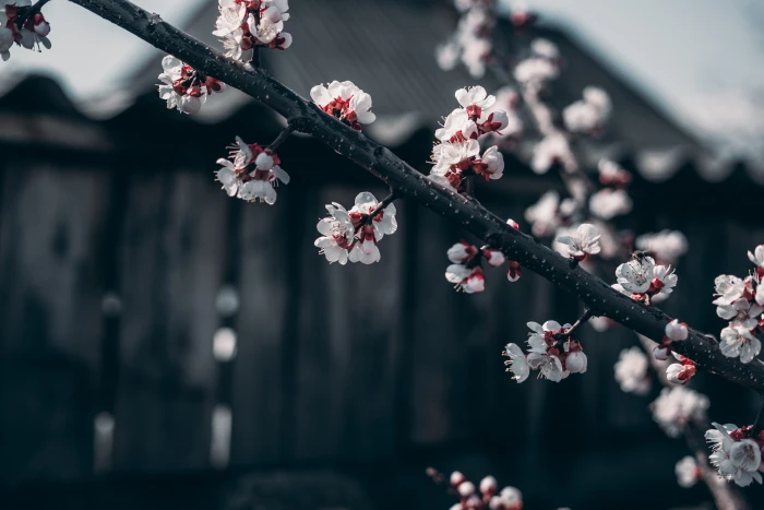plant blossom flower cherry petal nature bud 2k 4k 5k