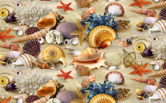 Sea Symbols shells corals sand beach gorgeous 2k