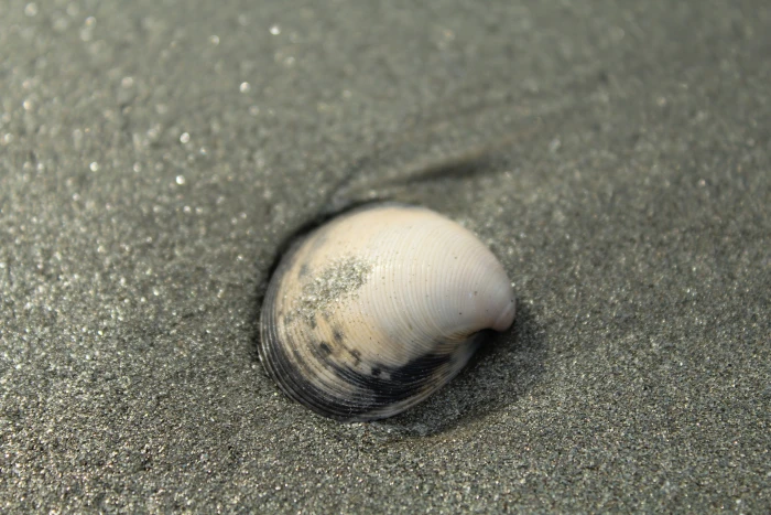 seashell sand beach animal wildlife themes land 2k