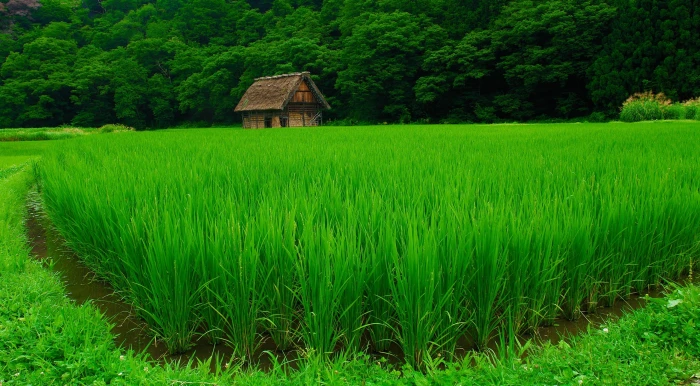 Shirakawa go green rice field Asia Japan travel village 2k