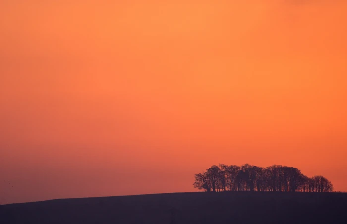 silhouette painting of trees during sunset gloucestershire 2k 4k 5k