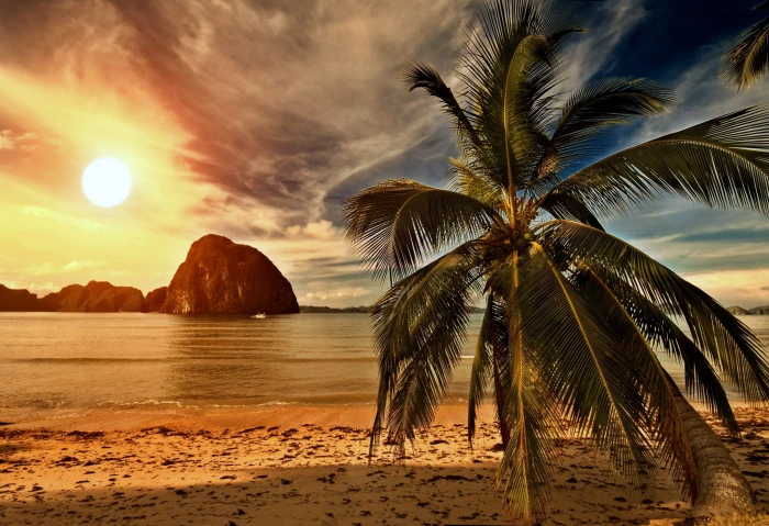 Tropical paradise palm on beach palms Sea Ocean Sunset hd backgrounds 2k