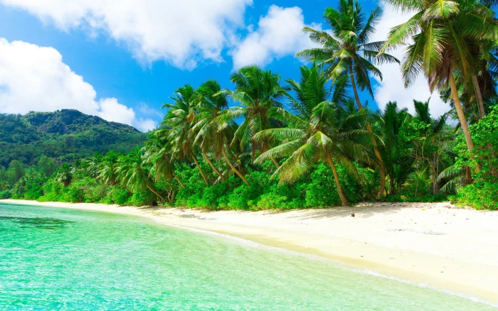 Tropical paradise beach coast sea palm trees summer 2k