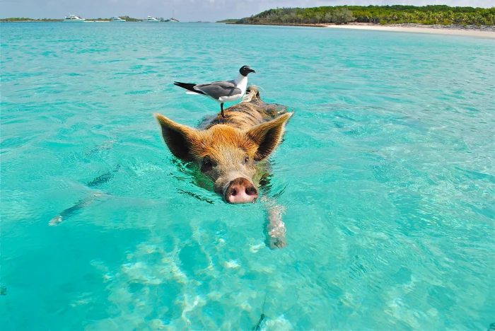 white and black bird standing on brown pig body of water staniel cay 2k 4k