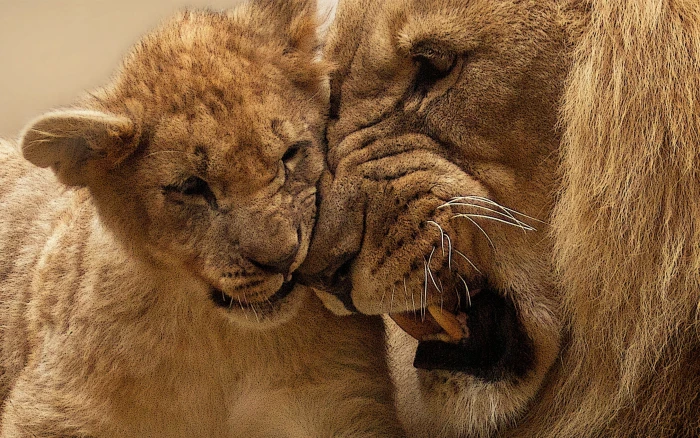 adult lion with cub baby animals animal themes mammal wildlife 2k