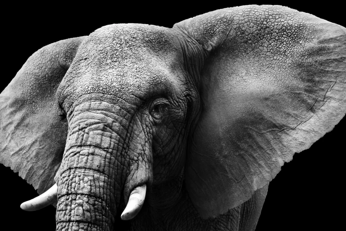 animals mammals elephant monochrome nature one animal 2k 4k