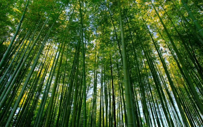 Bamboo Forest Nature Green Scenery 2k