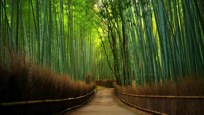 bamboo forest green hutan bambu tree path woodland 2k 4k