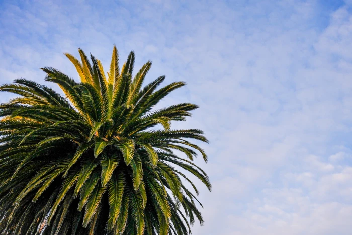 Beach Palm Tree with Cloudy Sky clouds nature palms room for text 2k 4k