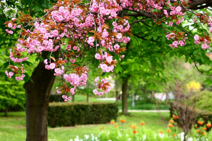 blossoms flower garden 2k 4k