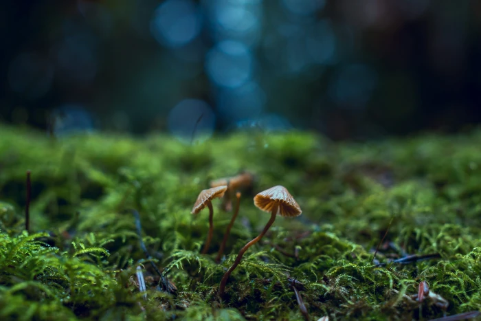 Close Up Photo of Mushrooms wallpaper blur botany depth field 2k 4k 5k