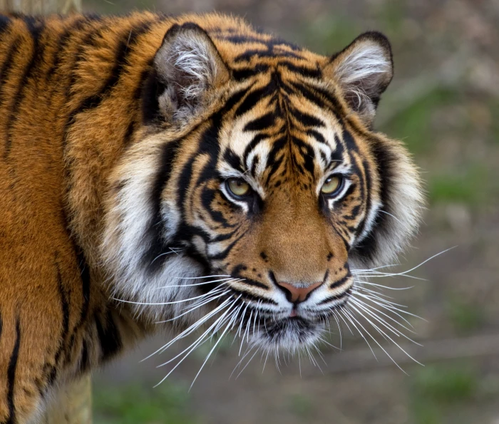 close up photo of tiger sumatran Dudley Zoo 2k