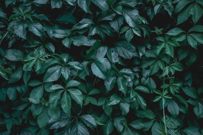 Creative layout made of green leaves Flat lay Nature background 2k 4k 5k