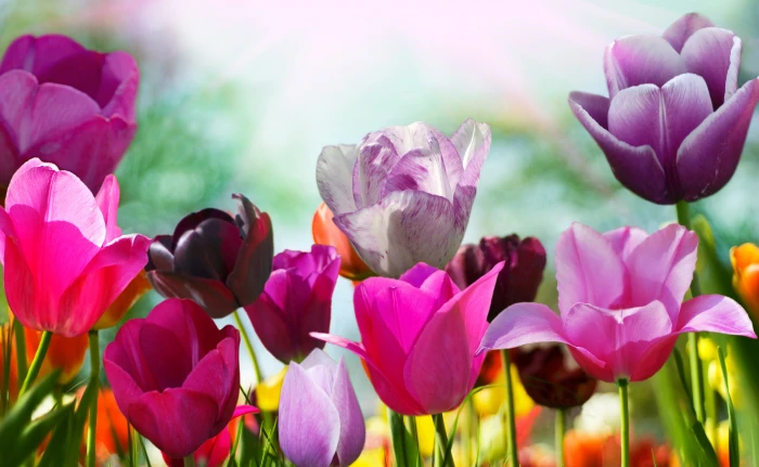 Flowers Tulips HD WALLAPERS 2k 4k 5k