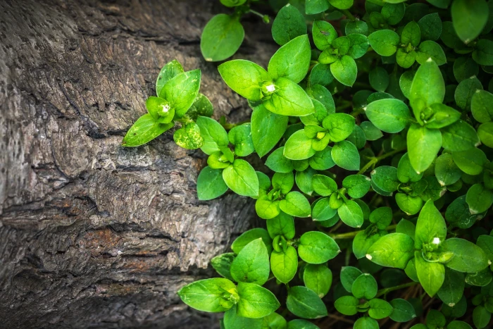 green leaf plant on tree trunk plants hwalyeob nature wood 2k 4k