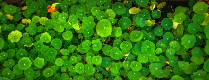 green leaf plant nature circle usd abstract plants herb 2k 4k 5k