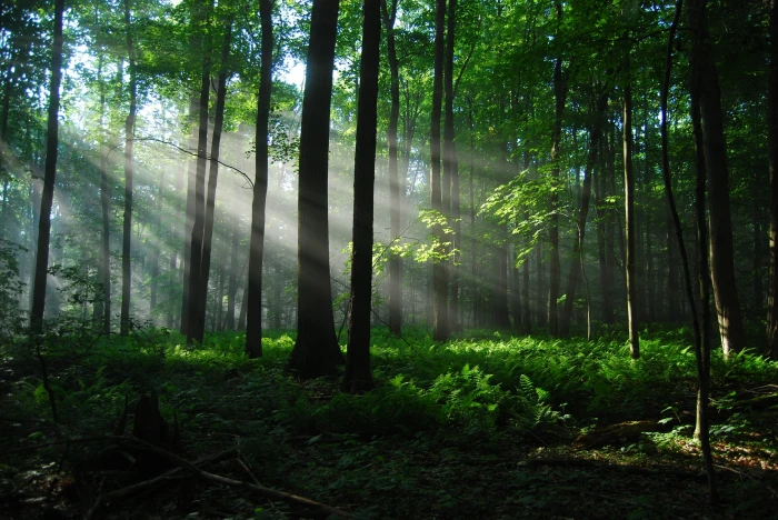 green leaf tree forest sunlight trees sun rays nature plant 2k 4k