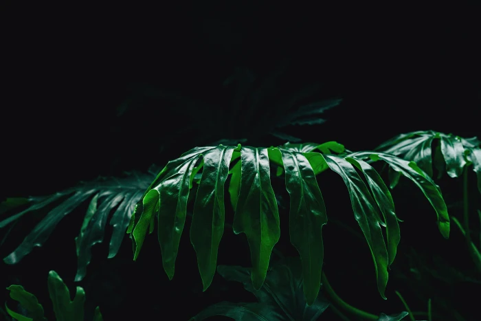 green leafed plant on dark place closeup photo nature color 2k 4k 5k
