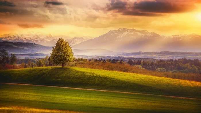 green tree in a hill of grass during daylight digital wallpaper 2k 4k 5k