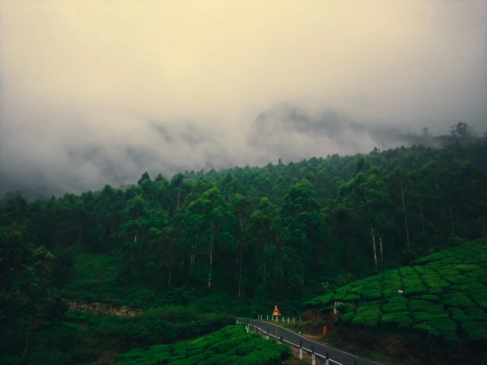 india munnar pines trees tea leaf kerala hills mountains 2k 4k 5k