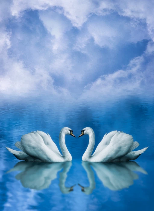 love in animals swans background valentine romantic 2k 4k 5k