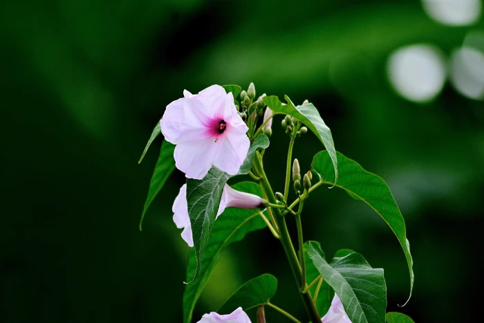 morning glory flower bangladesh nyc green landscapes natural 2k 4k 5k