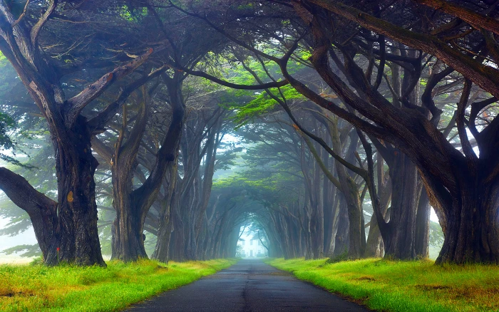 Nature Tunnel Of Trees Way Point Reyes National Seashore California Desktop Wallpaper Hd Resolution 2k 4k