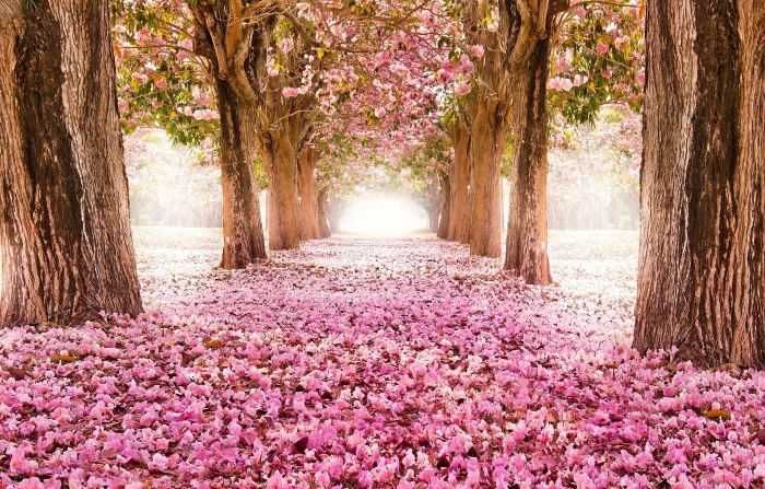 pink cherry blossoms nature landscape flowers trees plant 2k