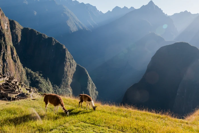 two llama on green grass during daytime machu picchu 2k 4k 5k